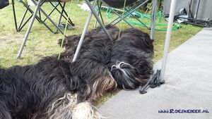 Schapendoes Zanne, Eslin en Gijsje op de camping